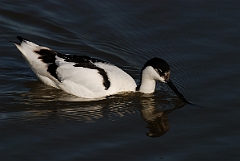 David Plant Photography - Wildlife Photography - Avocet - E
